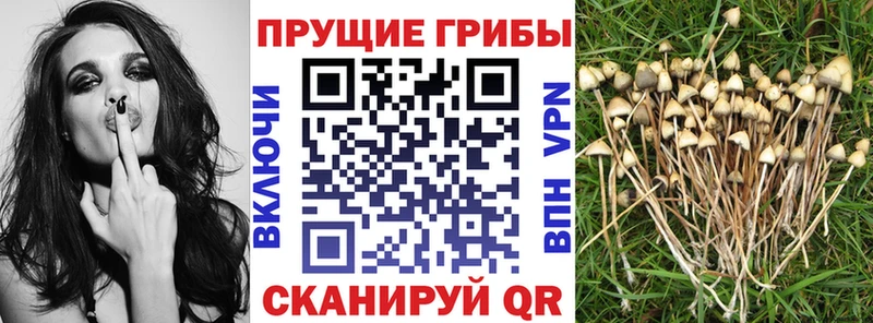 Псилоцибиновые грибы ЛСД  Черногорск 